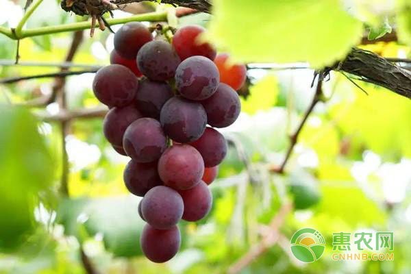 葡萄全园病害对应农药使用