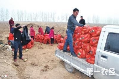 河南周口5万多斤蔬菜 市民可以免费领取