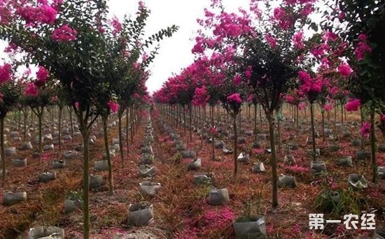 安徽金寨县68岁老人70亩紫薇树苗滞销