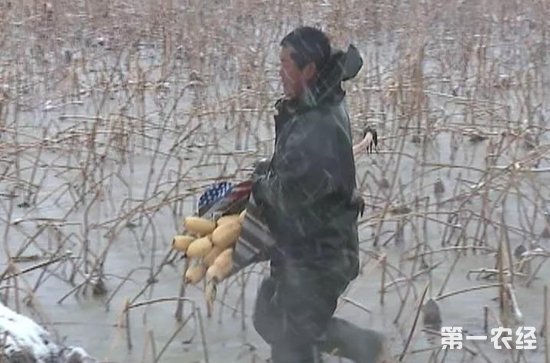 江苏海门市数百亩莲藕滞销 市场疲软和冻害让藕农陷困境