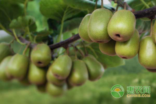 种植猕猴桃一年中各月需要做好哪些管理工作？