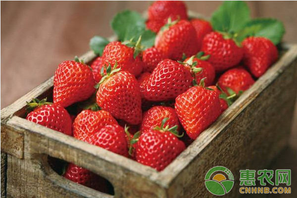 草莓种植课堂：采摘期的草莓怎么管理？