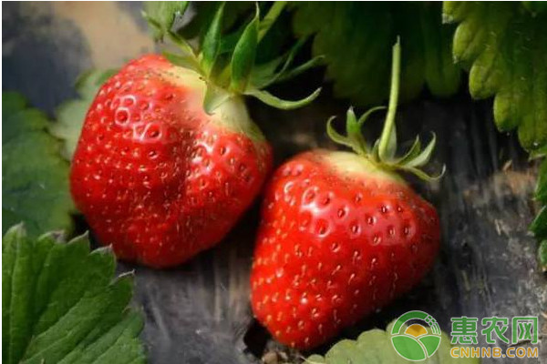 草莓种植课堂：采摘期的草莓怎么管理？