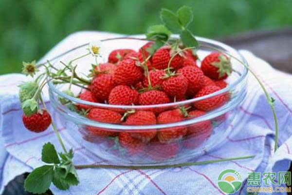 春节前，草莓要怎么管理？草莓年前管理技术要点