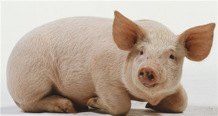 生猪市场最近两天延续前几天的大幅暴跌的势头，尽管这种跌势是不正常的，但是养殖户依旧无力应对。