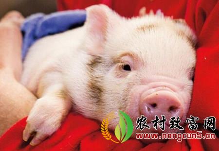 猪寄生虫病对养猪场有什么影响，猪寄生虫病为啥不好？