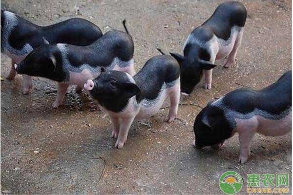 养猪小窍门：育肥猪阶段饲养管理七要素