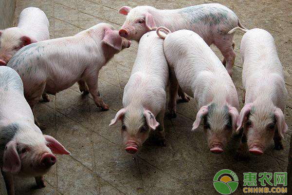 养猪小窍门：育肥猪阶段饲养管理七要素