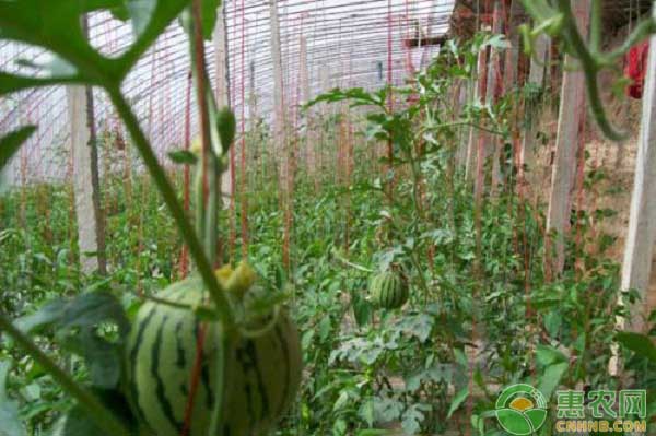 春季大棚蔬菜如何管理？土壤消毒、浇水追肥、虫害防治不能少