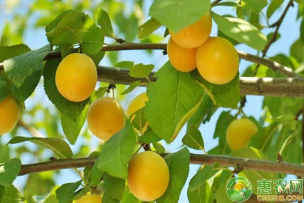 杏树怎么种植？杏树早期落叶原因及防治措施 