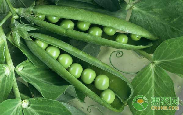 豌豆怎么栽培？豌豆有哪些常见病虫害？怎么防治？