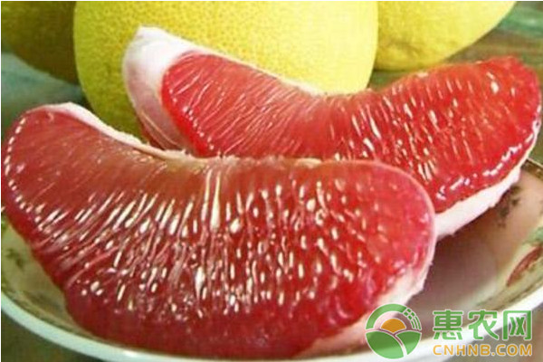 合川地区红肉蜜柚的引种表现及其主要栽培技术
