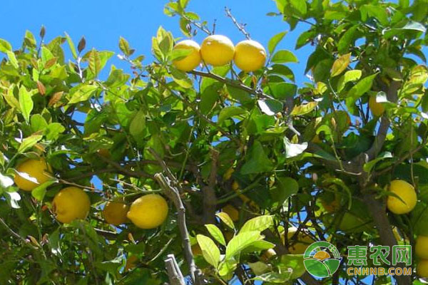 柠檬主要虫害及防治方法