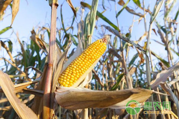 玉米产量低，你可能落入玉米种植陷进！小心玉米种植这几大误区