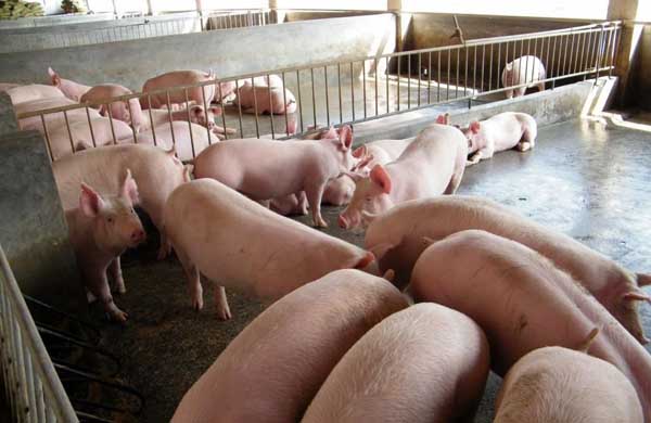 如何才能提高养猪的经济效益
