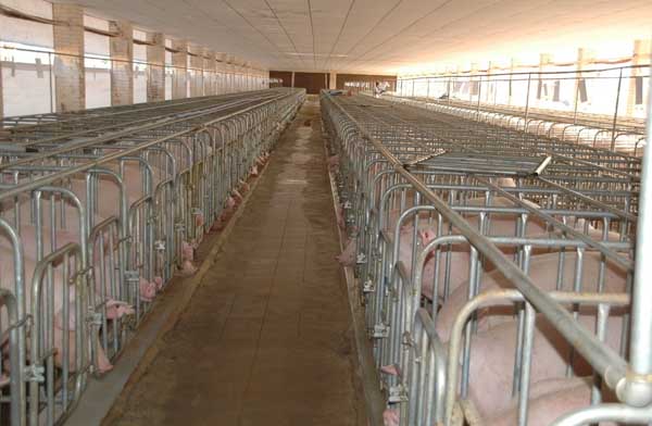 存栏上万头的养猪场建设和预算
