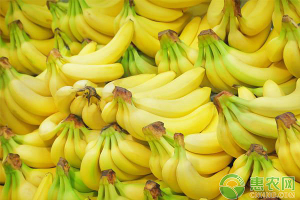 香蕉叶斑病怎么办？香蕉叶斑病综合防治方法