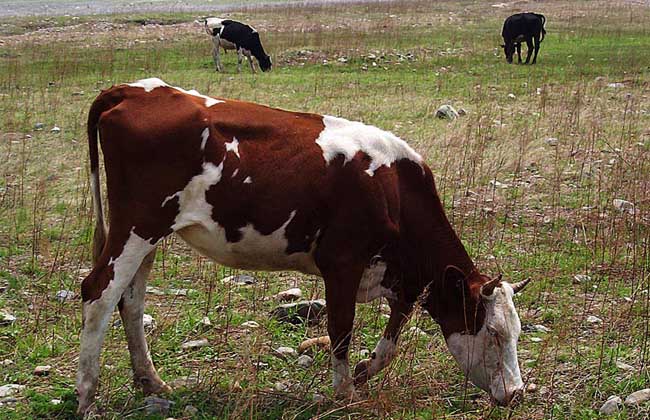 牛患胃肠炎中药治疗方法