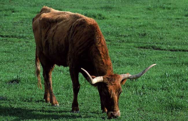 提高黄牛繁殖力的技术