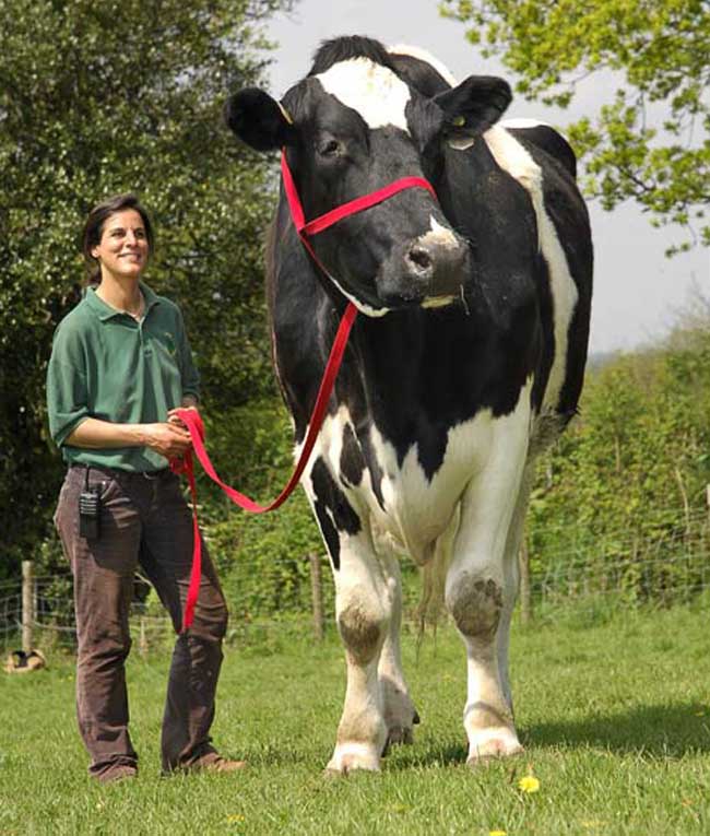 世界上最大的奶牛