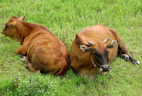 提高黄牛繁殖力的技术措施