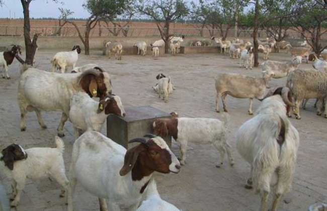 羊养殖饮水技术