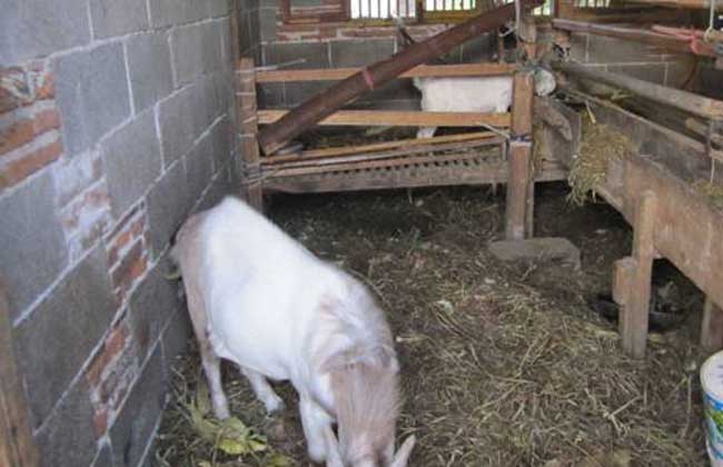 肉羊短时间育肥管理措施