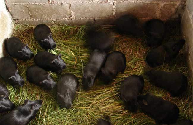 黑豚养殖冬季的饲养管理方案