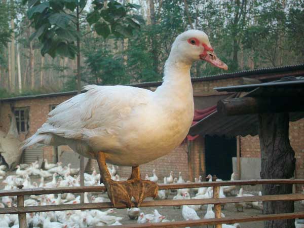 番鸭产蛋期饲养管理技术