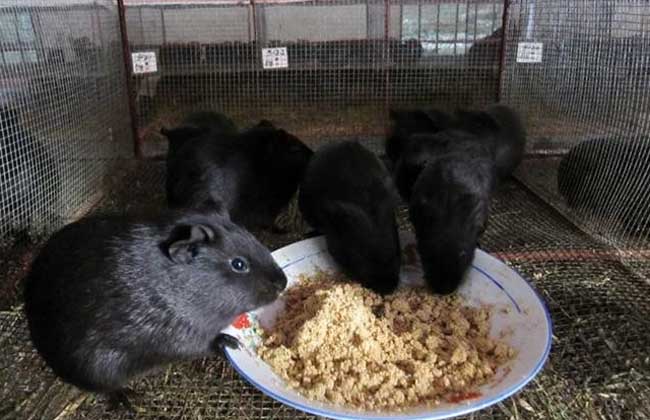 黑豚养殖冬季的饲养管理方案