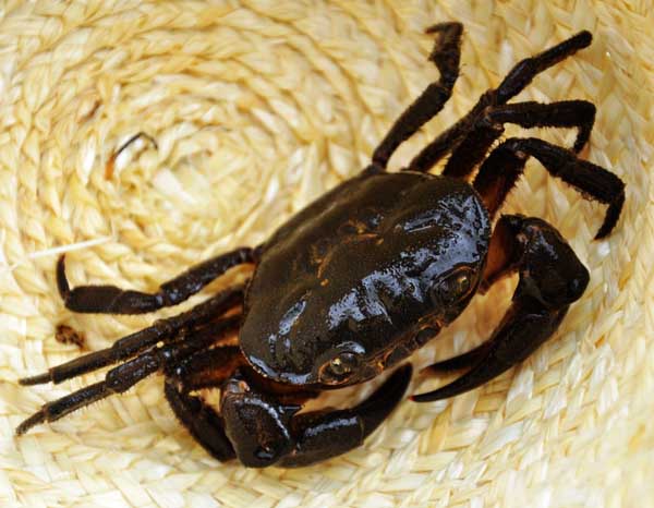 河蟹养殖的主要敌害和病害防治技术