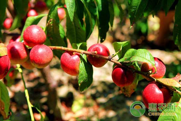 杂交品种枣油桃种植管理技术