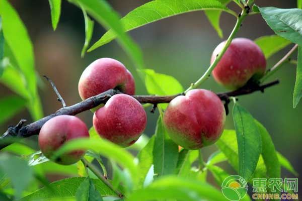 杂交品种枣油桃种植管理技术