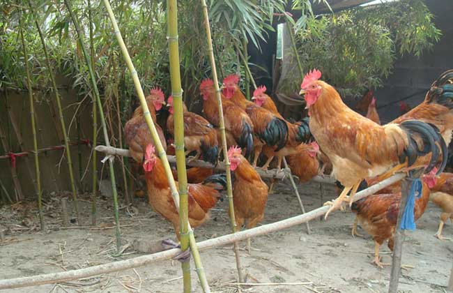 养鸡场管理制度