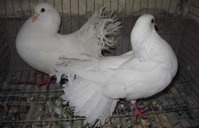 肉鸽养殖过程中的几种常见疾病的防治