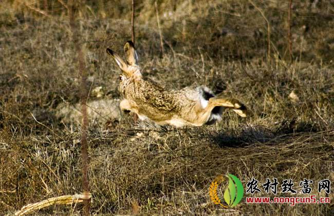 野兔的春季养殖要注意保温防寒
