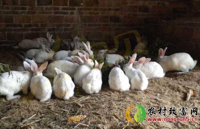 兔子养殖设备
