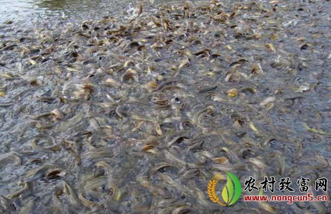 泥鳅养殖中常见几种病害的防治方法