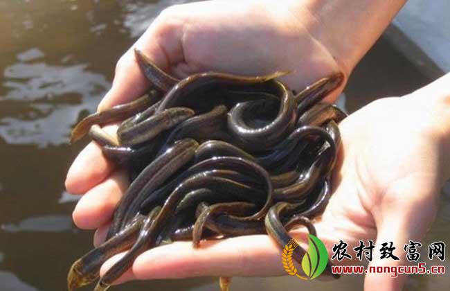 泥鳅养殖中常见几种病害的防治方法
