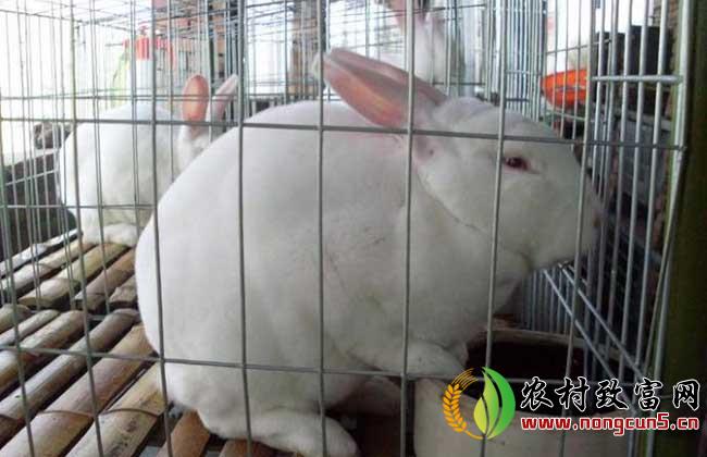 哺乳母兔的饲养管理措施