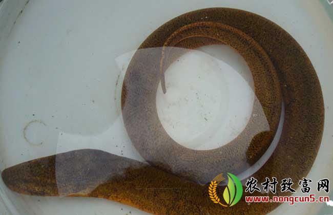 黄鳝养殖常见疾病的生态防治方法