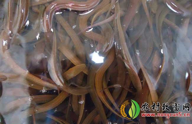 黄鳝养殖常见疾病的生态防治方法
