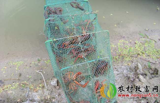 小龙虾渔塘混养管理技术