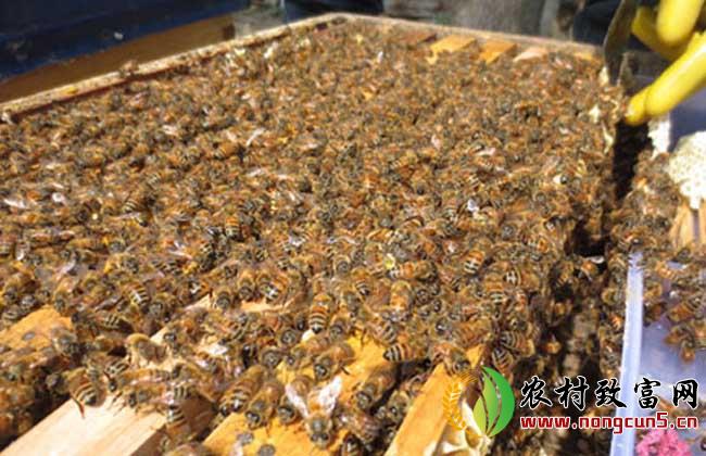 蜜蜂巢脾修造方法