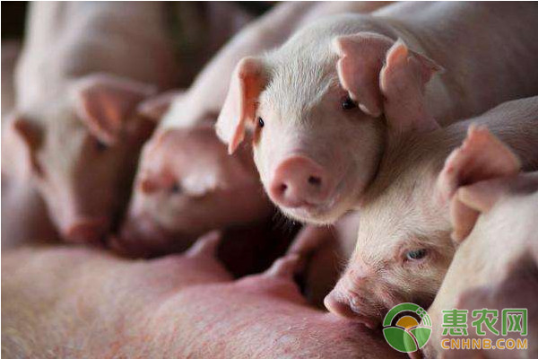 浅析规模化养猪场的养猪注意事项