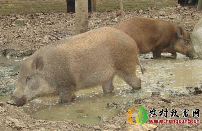 野猪养殖过程中驯化技术