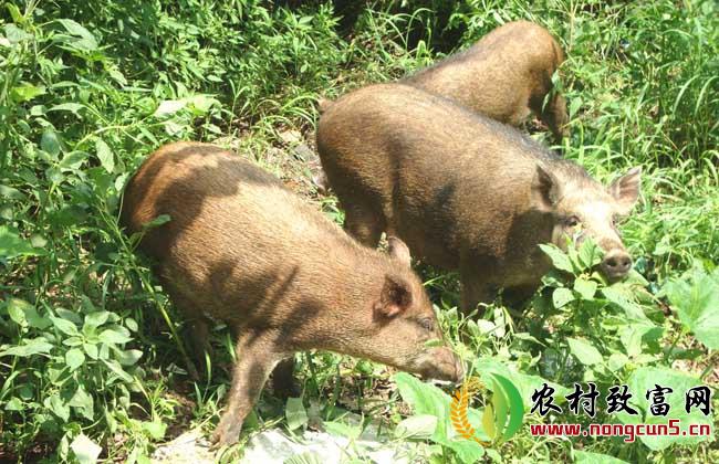 野猪养殖过程中驯化技术