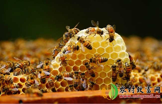 蜜蜂蜂场通常采用的几种消毒方法