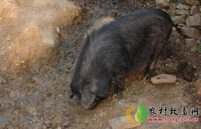 特种野猪养殖常见问题