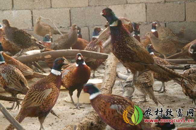 山鸡养殖商品鸡的饲养管理技术